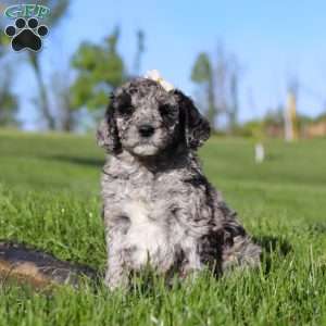 Roxy, Newfypoo Puppy